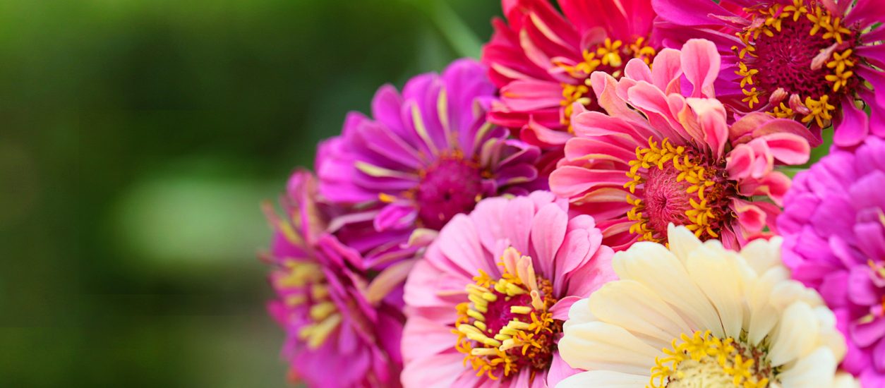 bouquet of pink, purple, white zinnias on green blurred background. copy space.